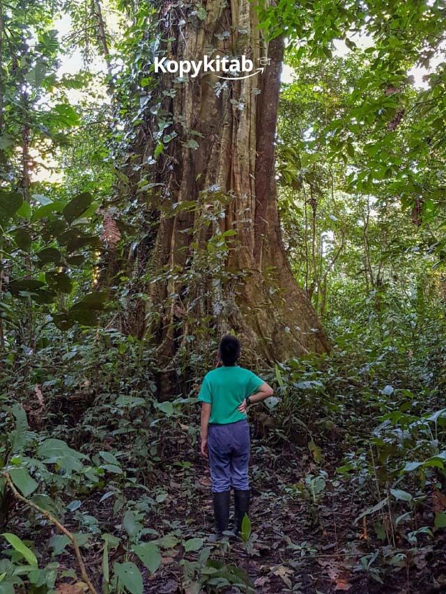 10 Incredible facts  about the Amazon rainforest