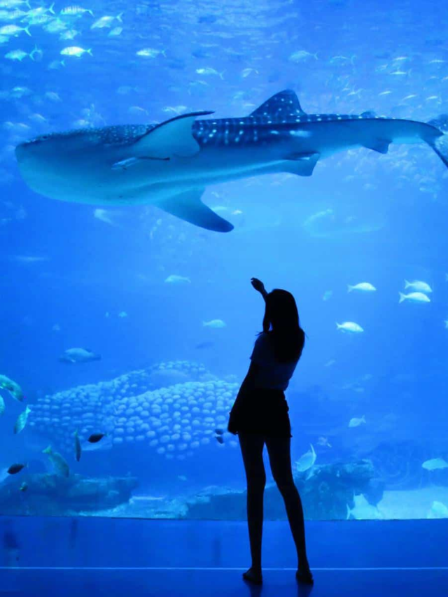 Top 10 Biggest Aquariums In The World (2023)