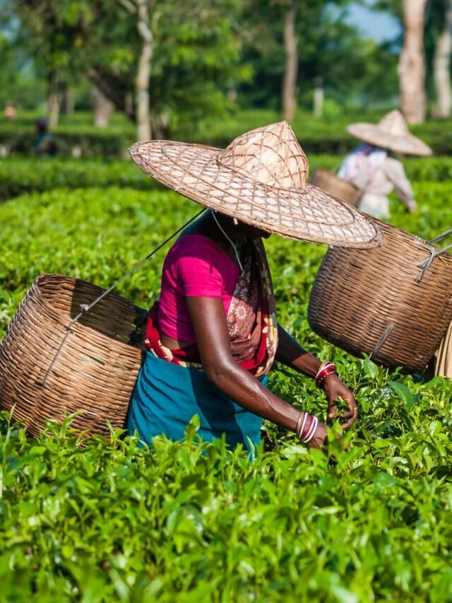 10 Interesting Facts About Amazing Assam